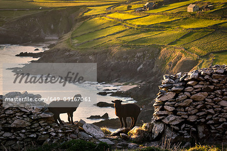 Sheep standing on cliff side, Coumeenole Beach, Slea Head Drive, Dingle, Kerry, Ireland