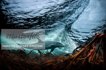 Surfing, Bottlenose dolphin (Tursiops truncates), underwater, low angle view, Doolin, Clare, Ireland