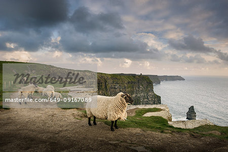 Sheep on rural pathway, Cliffs of Moher, Doolin, Clare, Ireland