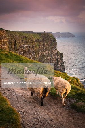 Sheep on rural pathway, Cliffs of Moher, Doolin, Clare, Ireland