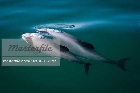 Two hector's dolphins (Cephalorhynchus hectori), breaking surface of water, Kaikoura, Gisborne, New Zealand