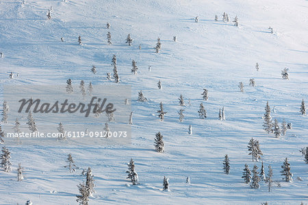 Trees in the snow, Pallas-Yllastunturi National Park, Muonio, Lapland, Finland, Europe