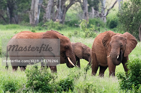 African elephants (Loxodonta africana), Tsavo, Kenya, East Africa, Africa