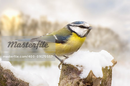 Little blue tit close up in winter with snow covered log and bare trees behind