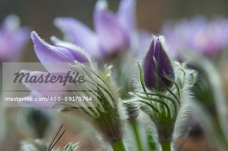 Eastern pasqueflowers  close-up (or Rock lily, prairie crocus, cutleaf anemone (Pulsatilla patens)). Nap of flowers is seen well.