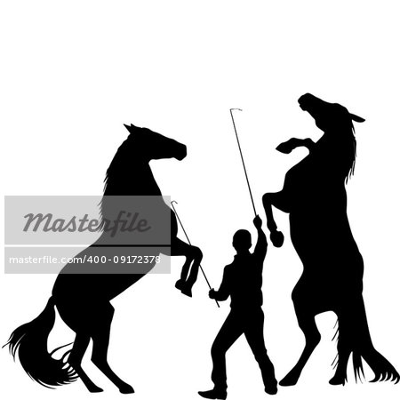 Silhouette of a man trainig two horses to rearing up