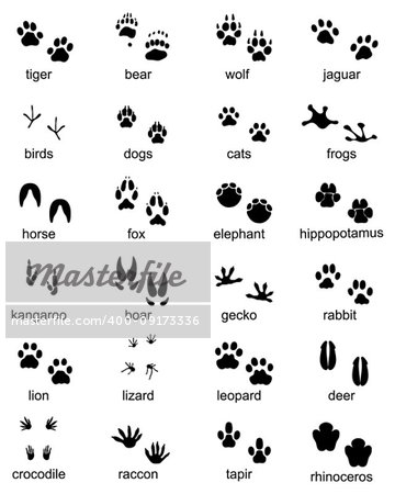 Set of footprints of wild animals, illustration of black silhouette