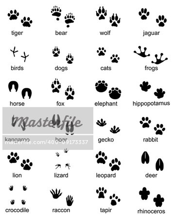 Set of footprints of wild animals, illustration of black silhouette