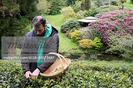 Man holding basket standing outdoors in tea plantation, carefully picking tea leaves.