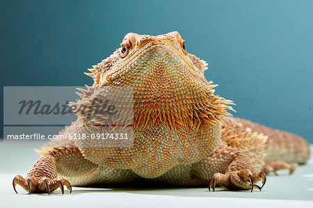 Studio portrait of Bearded Dragon (Pogona)