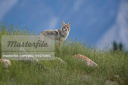 Coyote (Canis latrans), Jasper National Park, UNESCO World Heritage Site, Alberta, Canada, North America