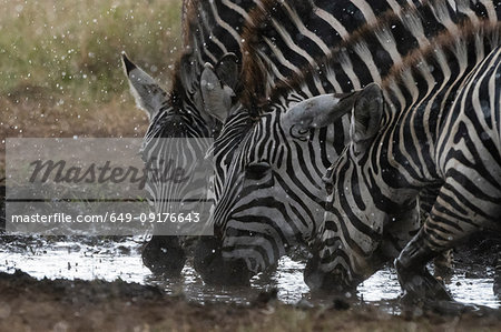 Plains zebras (Equus quagga) under the rain, Seronera, Serengeti National Park, Tanzania