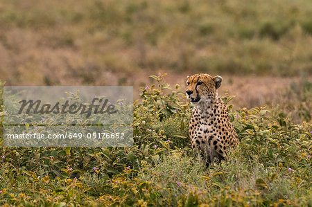 Cheetah (Acinonyx jubatus), Ndutu, Ngorongoro Conservation Area, Serengeti, Tanzania