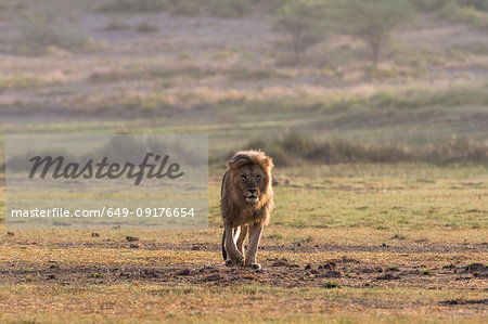 Male lion (Panthera leo), Ndutu, Ngorongoro Conservation Area, Serengeti, Tanzania