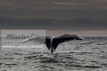 Humpback whale diving, Skellig Islands, Dingle, Kerry, Ireland