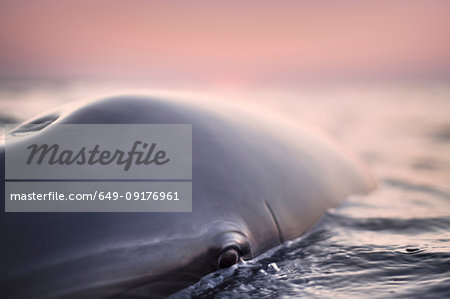 Head of wild solitary Bottlenose Dolphin, Inishmore, Aran Islands