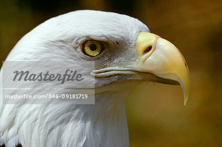 AMERICAN BALD EAGLE Haliaeetus leucocephalus CLOSE-UP PROFILE AMERICAN BALD EAGLE Haliaeetus leucocephalus CLOSE-UP PROFILE