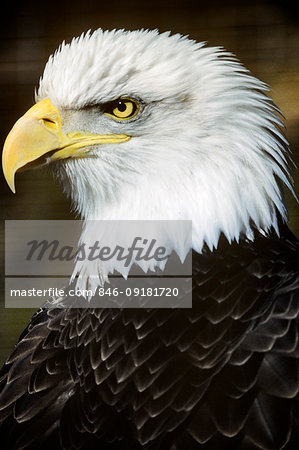 BALD EAGLE Haliaeetus leucocephalus