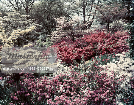 1950s SPRING GARDEN IN FULL BLOOM WITH DOGWOOD AZALEA RHODODENDRON BLOSSOMS PINK AND WHITE