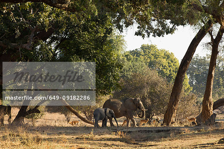 Elephant and calf (Loxodonta Africana), Mana Pools, Zimbabwe