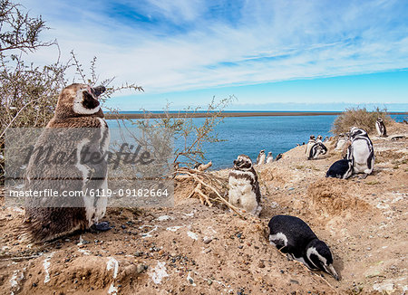 Magellanic penguins (Spheniscus magellanicus) in Caleta Valdes, Valdes Peninsula, Chubut Province, Patagonia, Argentina, South America