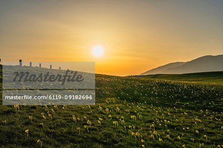 Blooming fields in spring at sunset, Mount Petrano, Marche, Italy, Europe