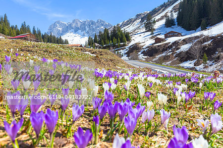 Flowering of crocus in Partnun, Prattigau valley, District of Prattigau/Davos, Canton of Graubunden, Switzerland, Europe