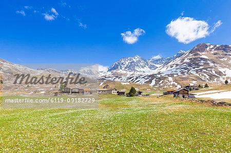 Flowering of crocus at Alp Flix, Sur, Surses, Parc Ela, Region of Albula, Canton of Graubunden, Switzerland, Europe