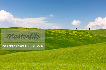 Green fields, Cypress trees and blue sky in Val d'Orcia, UNESCO World Heritage Site, Tuscany, Italy, Europe Green fields, Cypress trees and blue sky in Val d'Orcia, UNESCO World Heritage Site, Tuscany, Italy, Europe