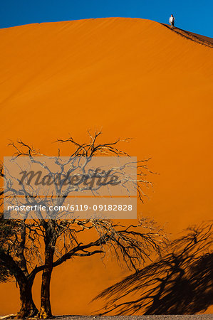 Man climbs down massive orange sand dune, dead tree in foreground, in Sossusvlei area, Namib Desert, Namib-Naukluft, Namibia, Africa