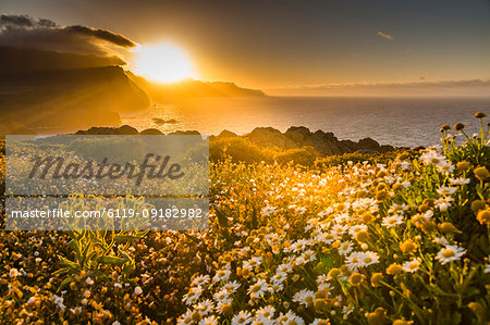 Rocky coast at the Ponta da Sao Lourenco and spring flowers at sunset, Eastern tip of the island, Madeira, Portugal, Atlantic, Europe