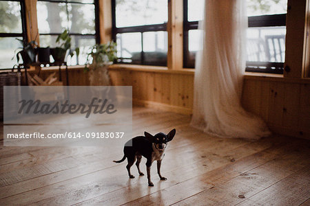 Cute dog standing on living room floorboards, portrait