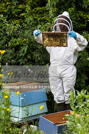 Beekeeper wearing protective suit at work, inspecting wooden beehive.