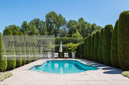 Outdoor swimming pool with parasol and lounge chairs, bordered by rows of cedar trees, in luxury residential backyard Outdoor swimming pool with parasol and lounge chairs, bordered by rows of cedar trees, in luxury residential backyard