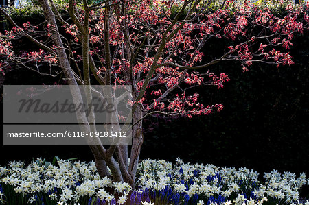 Close up of tree with red foliage in a bed of white narcissus and  blue grape hyacinths.