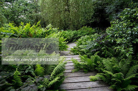 Willow trees and fern growing around curved wooden boardwalk in a garden. Willow trees and fern growing around curved wooden boardwalk in a garden.