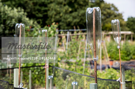 Close up of empty plastic bottles on wooden canes in an allotment.