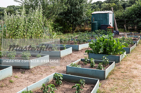 Vegetables growing in wooden plant beds in an allotment, small shed in the background.