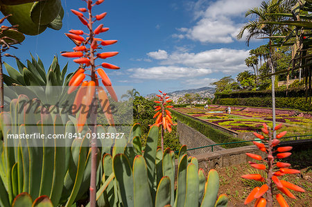 View of exotic flowers in the Botanical Gardens, Funchal, Madeira, Portugal, Atlantic, Europe