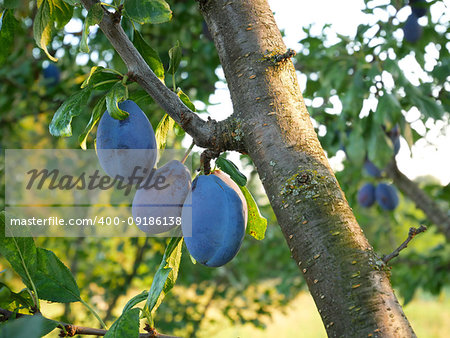 Big blue ripe plum fruits hanging on a branch in orchard, last summer before harvest season, close-up