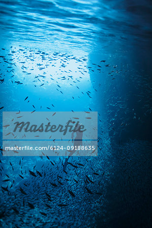 Woman snorkeling underwater among school of fish, Vava'u, Tonga, Pacific Ocean