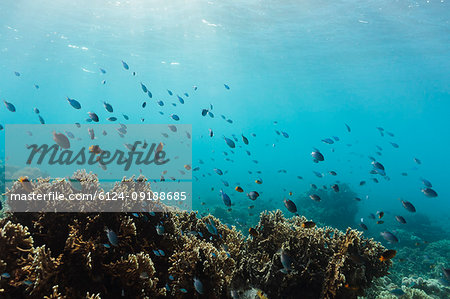 Tropic fish swimming among reef underwater, Vava'u, Tonga, Pacific Ocean