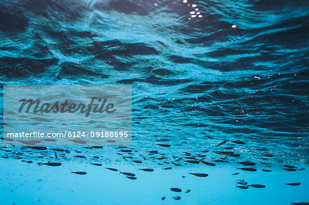 Fish swimming underwater below surface, Vava'u, Tonga, Pacific Ocean