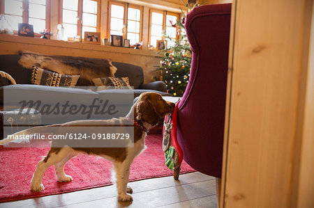 Cute dog with stocking in Christmas living room