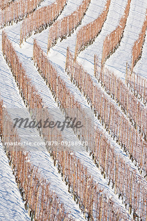 The wineyards in the winter, Barolo, Langhe, Cuneo Province, Piedmont, Italy, Europe