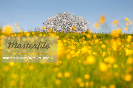 Buttercups (Ranunculus) flowers frame the most biggest cherry tree in Italy in a spring time, Vergo Zoccorino, Besana in Brianza, Monza and Brianza province, Lombardy, Italy, Europe