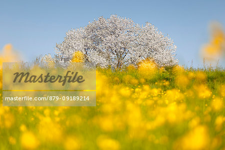 Buttercups (Ranunculus) flowers frame the most biggest cherry tree in Italy in a spring time, Vergo Zoccorino, Besana in Brianza, Monza and Brianza province, Lombardy, Italy, Europe