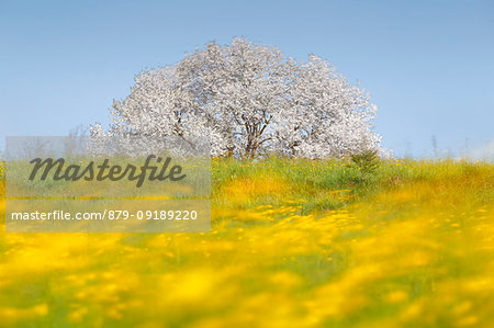 Buttercups flowers (Ranunculus) in a windy day frame the most biggest cherry tree in Italy in a spring time, Vergo Zoccorino, Besana in Brianza, Monza and Brianza province, Lombardy, Italy, Europe