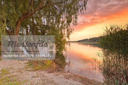 Salix Babylonica (Weeping Willow) at sunset on lake Pusiano, Pusiano, Como province, Brianza, Lombardy, Italy, Europe