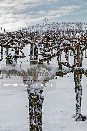 Langhe, Cuneo district, Piedmont, Italy. Langhe wine region winter snow